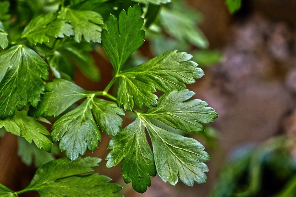 Medicinal plants